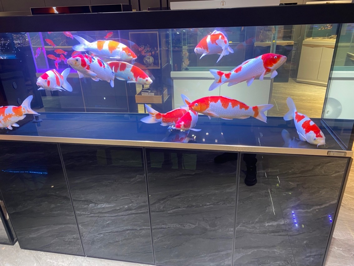 喜迎國慶 喜迎國慶 龍魚論壇 第2張