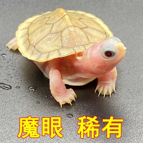 伊罕過濾桶多久清理一次(伊罕過濾桶多久清理一次污垢)