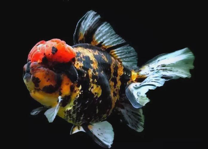 福魚長啥樣，“福魚”的形態特征