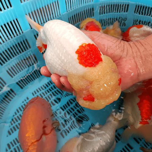 福魚長啥樣，“福魚”的形態特征