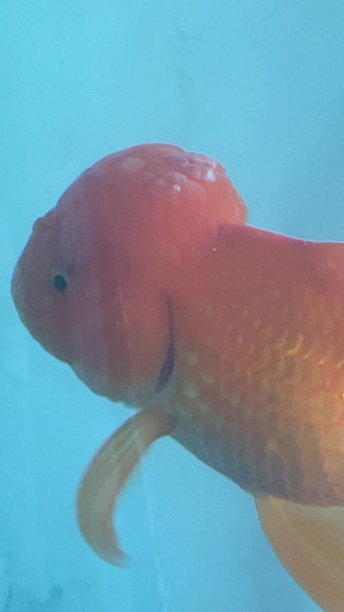 福魚長啥樣，“福魚”的形態特征