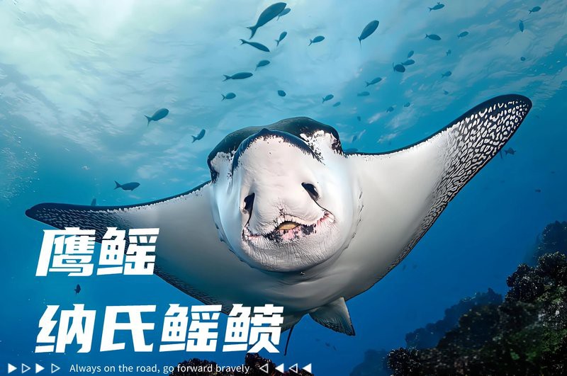 福魚長啥樣，“福魚”的形態特征