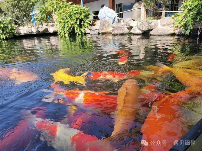 福魚長啥樣，“福魚”的形態特征