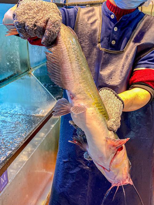 福魚長啥樣，“福魚”的形態特征