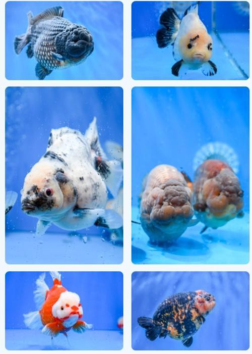 福魚長啥樣，“福魚”的形態特征