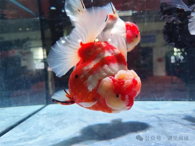 福魚長啥樣，“福魚”的形態特征