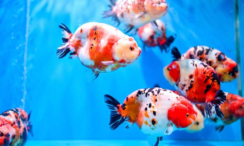 福魚長啥樣，“福魚”的形態特征