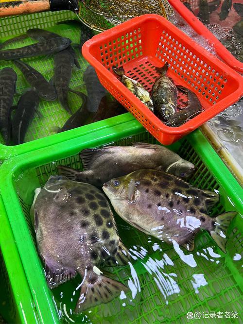 福魚長啥樣，“福魚”的形態特征