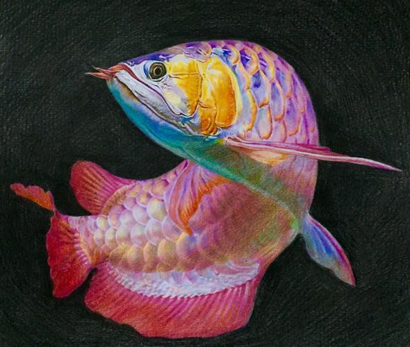 福魚長啥樣，“福魚”的形態特征