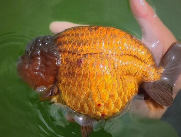 福魚長啥樣，“福魚”的形態特征