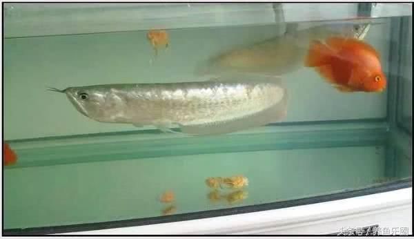 銀龍魚沉底是怎么回事(銀龍魚沉底是什么原因啊)