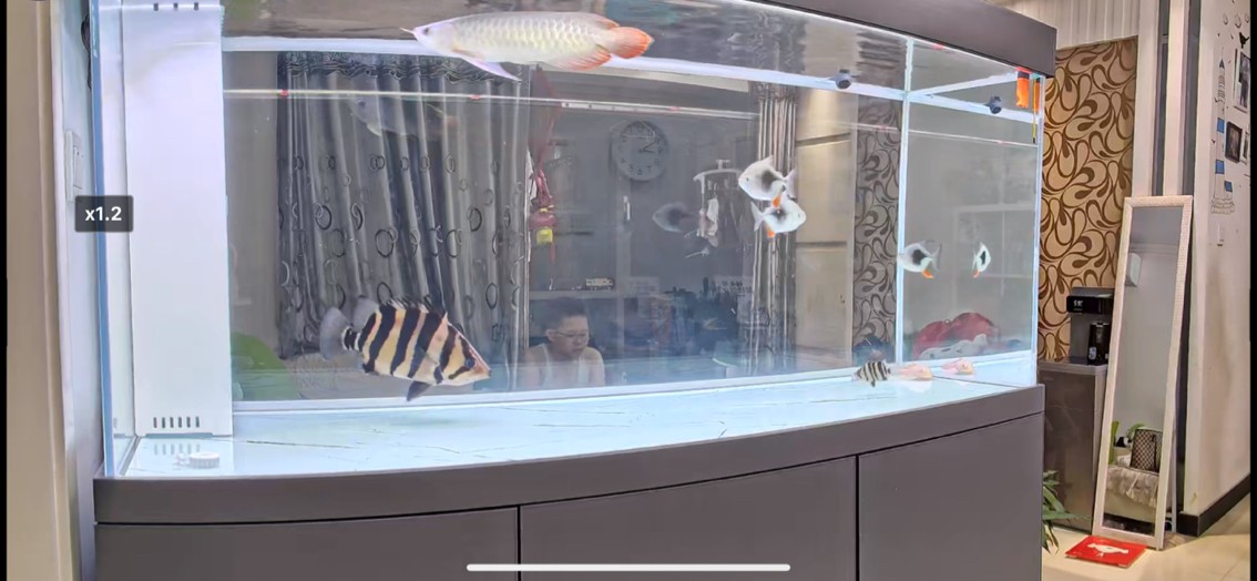 又添新魚了 龍魚論壇 第3張 又添新魚了 又添新魚了 龍魚論壇 第3張
