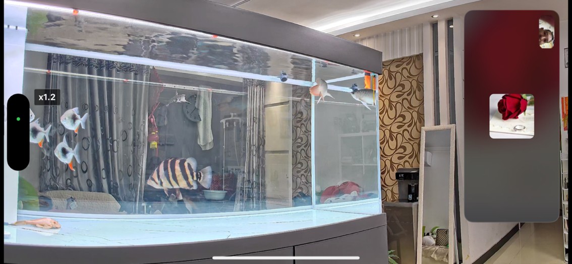 又添新魚了 龍魚論壇 第2張 又添新魚了 又添新魚了 龍魚論壇 第2張