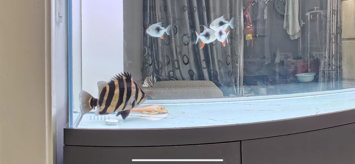 又添新魚了 龍魚論壇 第1張 又添新魚了 又添新魚了 龍魚論壇 第1張