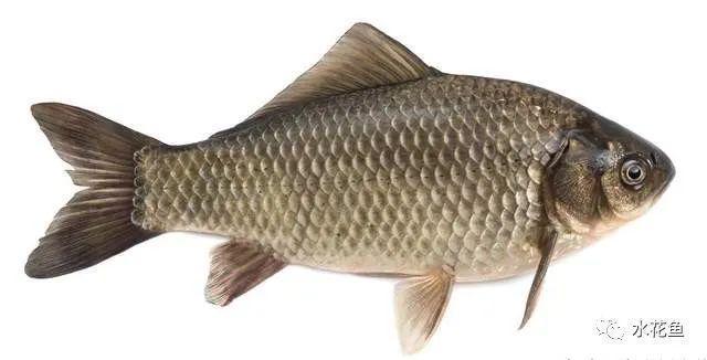 馬來西亞益昌老街咖啡(馬來西亞舊街場和益昌咖啡哪個好)