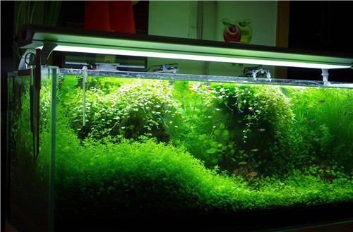 高逸魚缸與彩蝶魚缸哪個更好（高逸魚缸與彩蝶魚缸哪個更好）