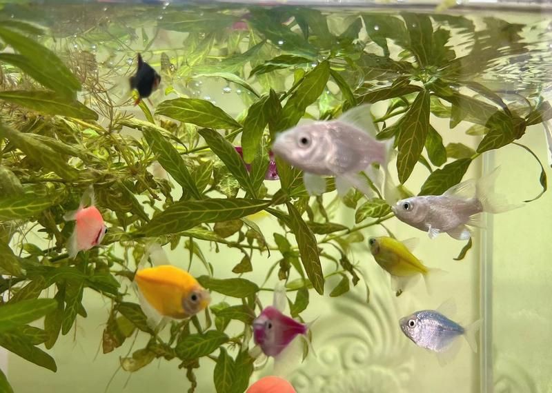 通遼魚缸批發市場，通遼市科爾沁區向陽大街魚缸批發市場 通遼魚缸批發市場，通遼市科爾沁區向陽大街魚缸批發市場 全國水族館企業名錄 第1張