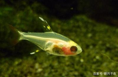 紅龍魚發色過程圖解：紅龍魚發色過程圖解大全 紅龍魚發色過程圖解：紅龍魚發色過程圖解大全 龍魚百科 第1張