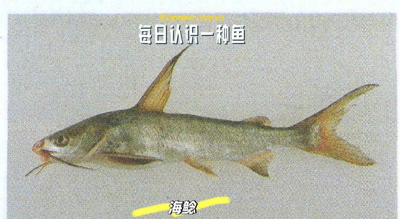 淡水鯰魚和海鯰魚區別，淡水鯰魚與海鯰魚的區別
