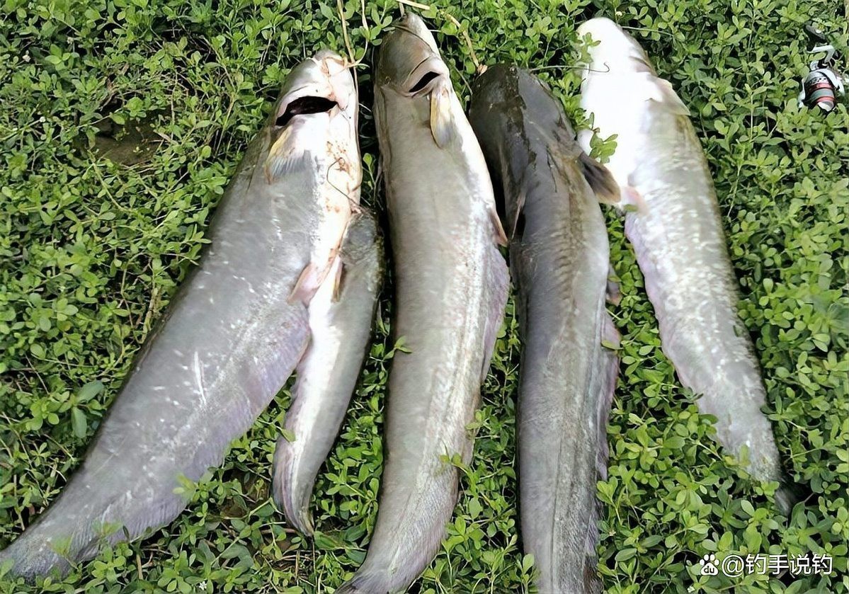 淡水鯰魚和海鯰魚區別，淡水鯰魚與海鯰魚的區別