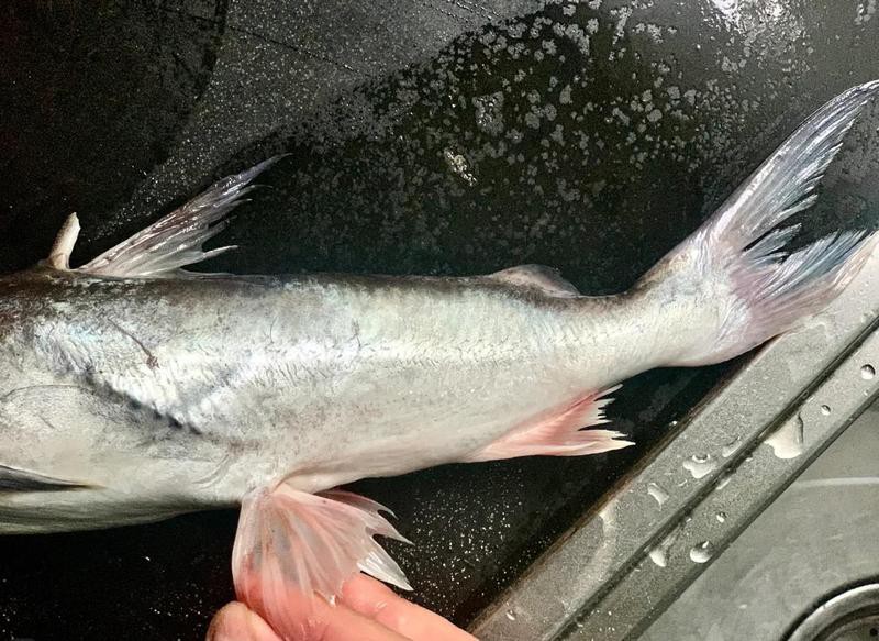 淡水鯰魚和海鯰魚區別，淡水鯰魚與海鯰魚的區別