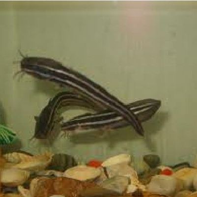 淡水鯰魚和海鯰魚區別，淡水鯰魚與海鯰魚的區別