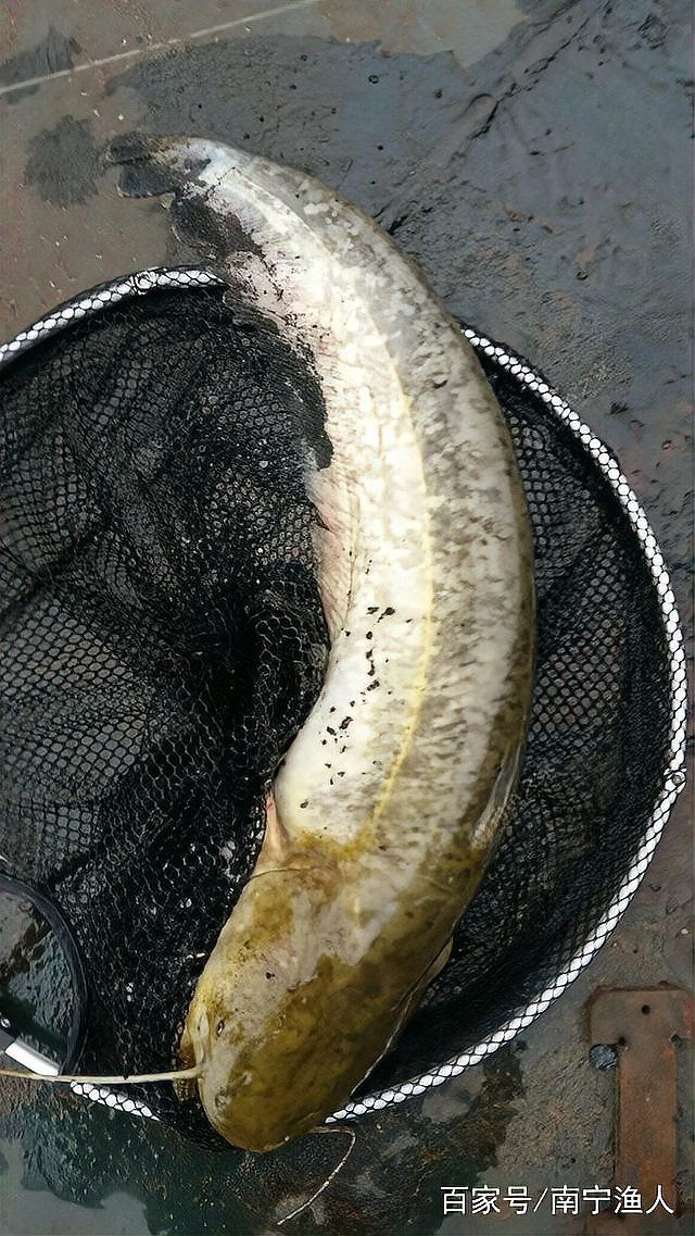 淡水鯰魚和海鯰魚區別，淡水鯰魚與海鯰魚的區別