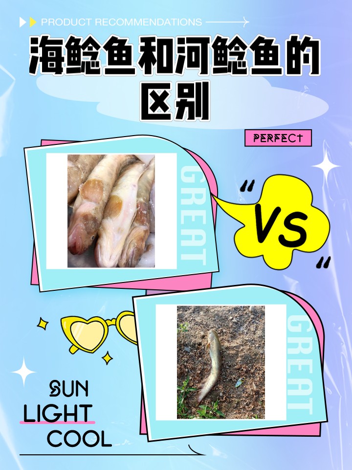 淡水鯰魚和海鯰魚區別，淡水鯰魚與海鯰魚的區別