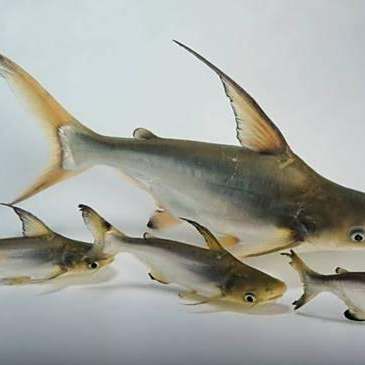 淡水鯰魚和海鯰魚區別，淡水鯰魚與海鯰魚的區別