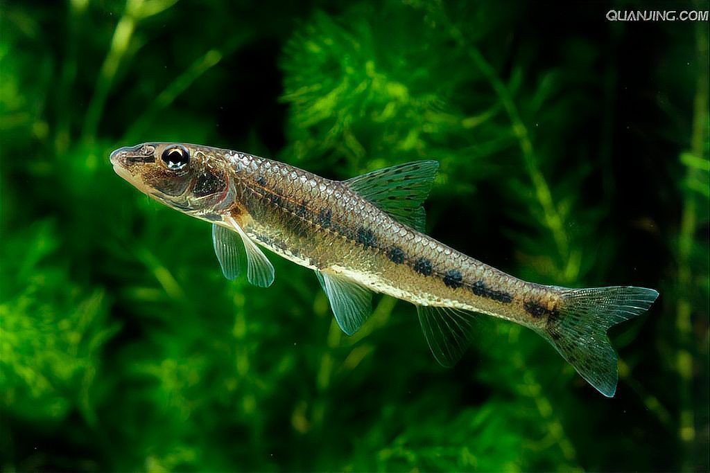 荊州魚缸批發市場，荊州魚缸批發市場分析綜合分析荊州魚缸批發市場現狀