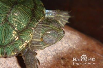 老魚匠教你如何調節魚缸水泵，老魚匠定時流量怎么設置魚缸循環泵用24小時都開