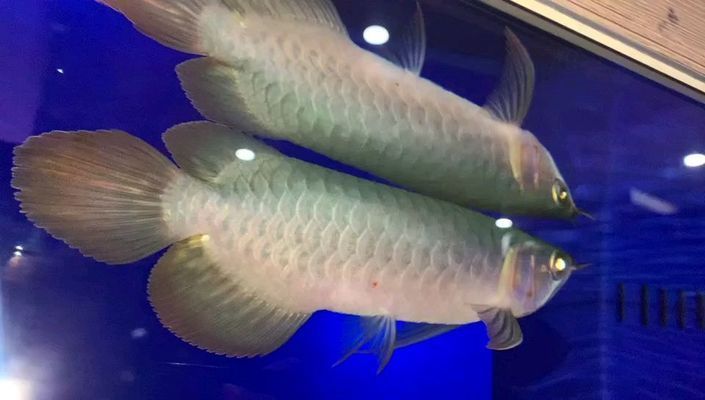 龍魚外寄會趴缸嗎vs祥龍魚場：祥龍魚場評價如何龍魚外寄原因分析