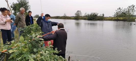 龍魚怎樣分公母視頻教學(龍魚怎樣分公母視頻教學大全) 龍魚怎樣分公母視頻教學(龍魚怎樣分公母視頻教學大全) iwish愛唯希品牌魚缸 第2張