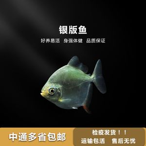 銀板魚能和龍魚混養嗎？：銀板魚可以與龍魚混養嗎？