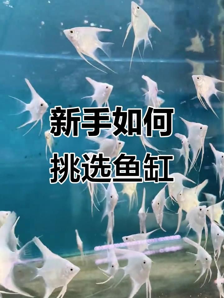 家用魚缸怎么選，《家用魚缸怎么挑選合適的家用魚缸需綜合多方面因素考量