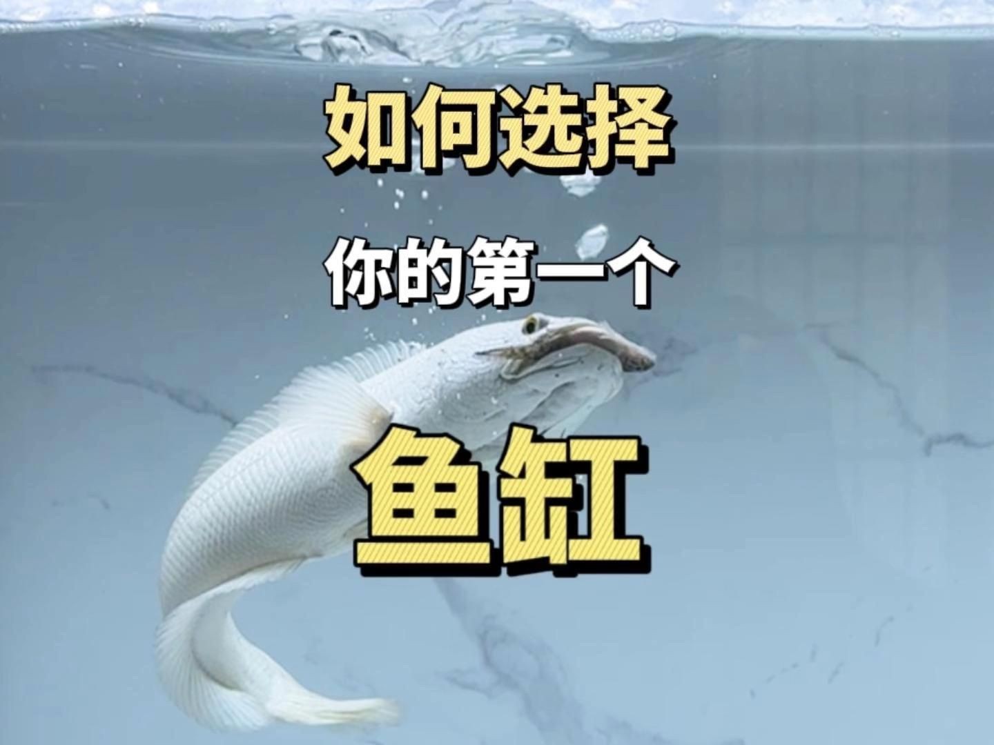 家用魚缸怎么選，《家用魚缸怎么挑選合適的家用魚缸需綜合多方面因素考量