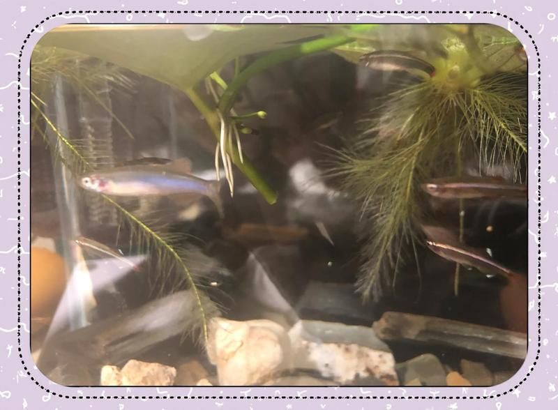 玫瑰丹魚是熱帶魚嗎，新手宿舍養(yǎng)魚指南：玫瑰丹魚 玫瑰丹魚是熱帶魚嗎，新手宿舍養(yǎng)魚指南：玫瑰丹魚 龍魚百科 第5張