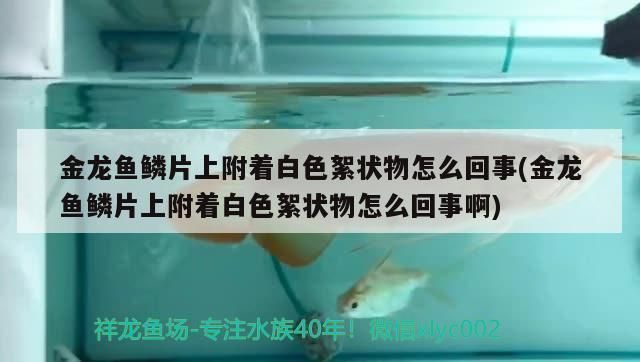 龍魚身上長白色絮狀物可以喂食嗎vs祥龍魚場：龍魚身上出現(xiàn)白色絮狀物時，應(yīng)該關(guān)注的是治療龍魚的疾病