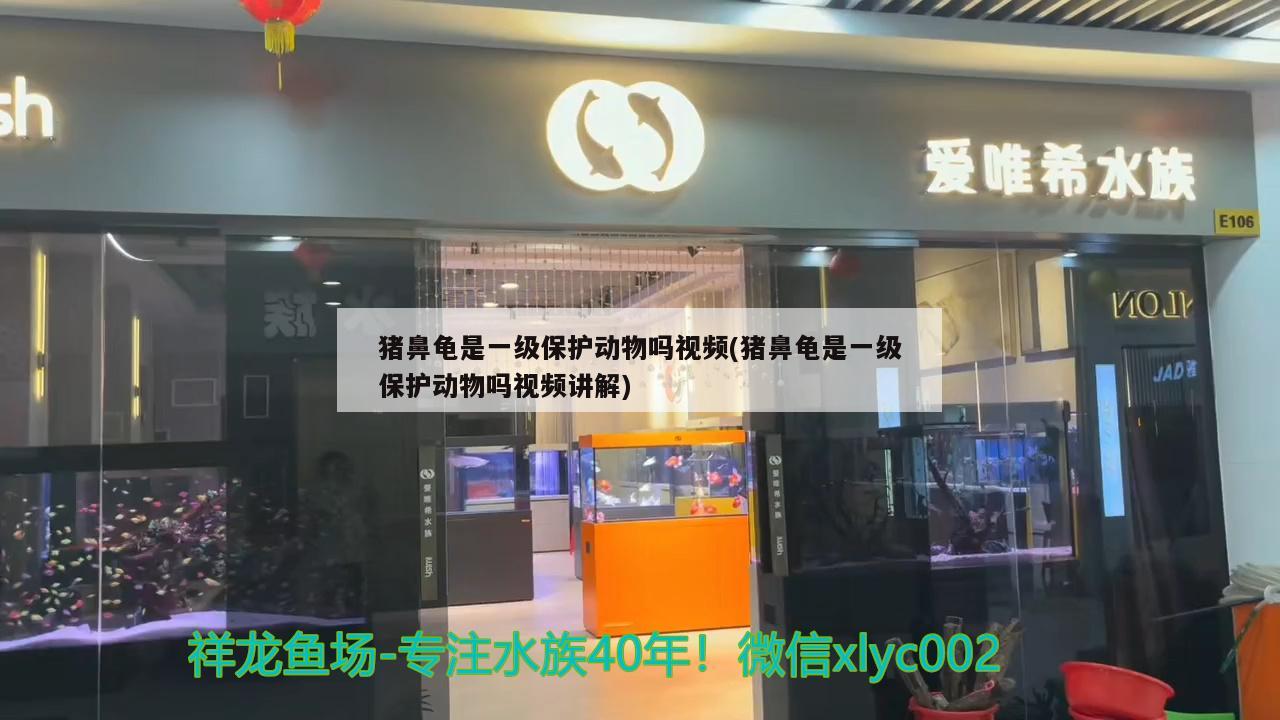 豬鼻龜是一級保護動物嗎視頻(豬鼻龜是一級保護動物嗎視頻講解)