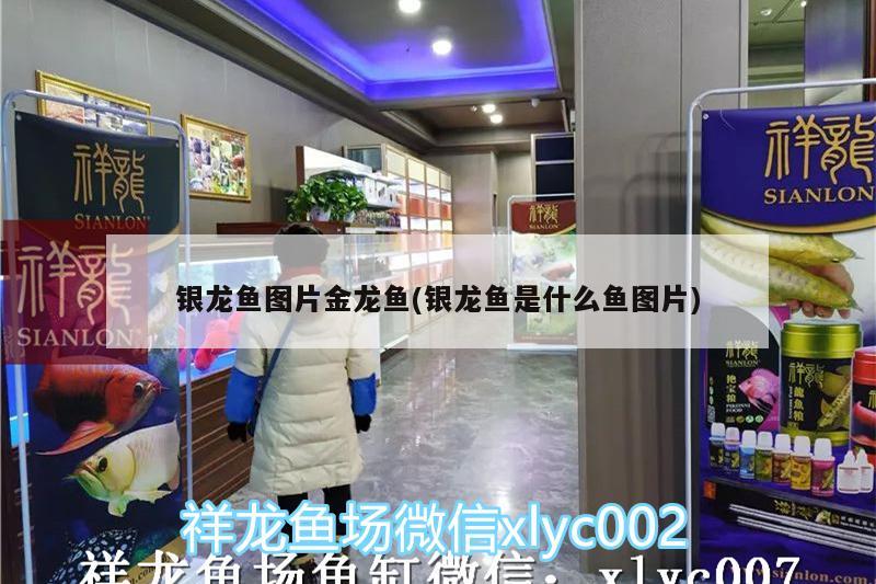 銀龍魚圖片金龍魚(銀龍魚是什么魚圖片)