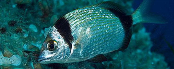 各種魚的照片：各種魚的照片和名稱