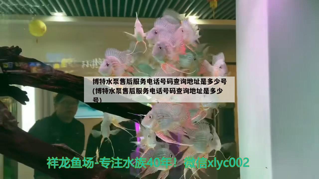 博特水泵售后服務(wù)電話號(hào)碼查詢地址是多少號(hào)(博特水泵售后服務(wù)電話號(hào)碼查詢地址是多少號(hào))