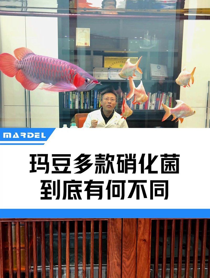 瑪豆水族硝化細菌，瑪豆水族硝化細菌品牌排行榜京東干粉硝化細菌品牌排行榜