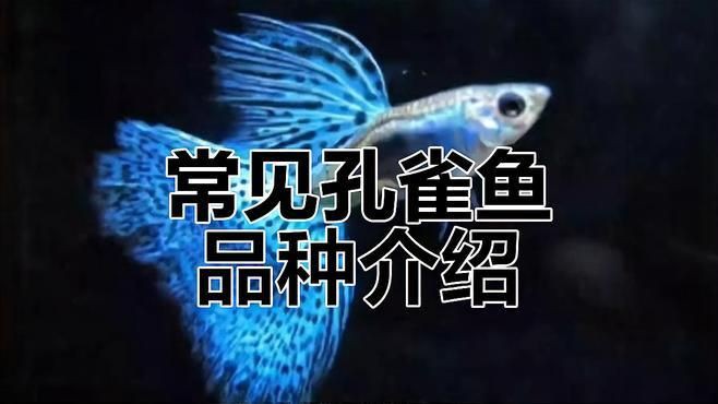孔雀魚品種大全72種珍藏版，《孔雀魚品種大全72種珍藏版》