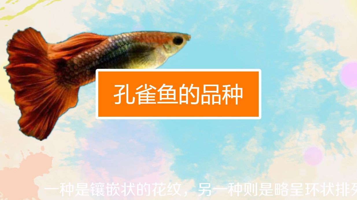 孔雀魚品種大全72種珍藏版，《孔雀魚品種大全72種珍藏版》