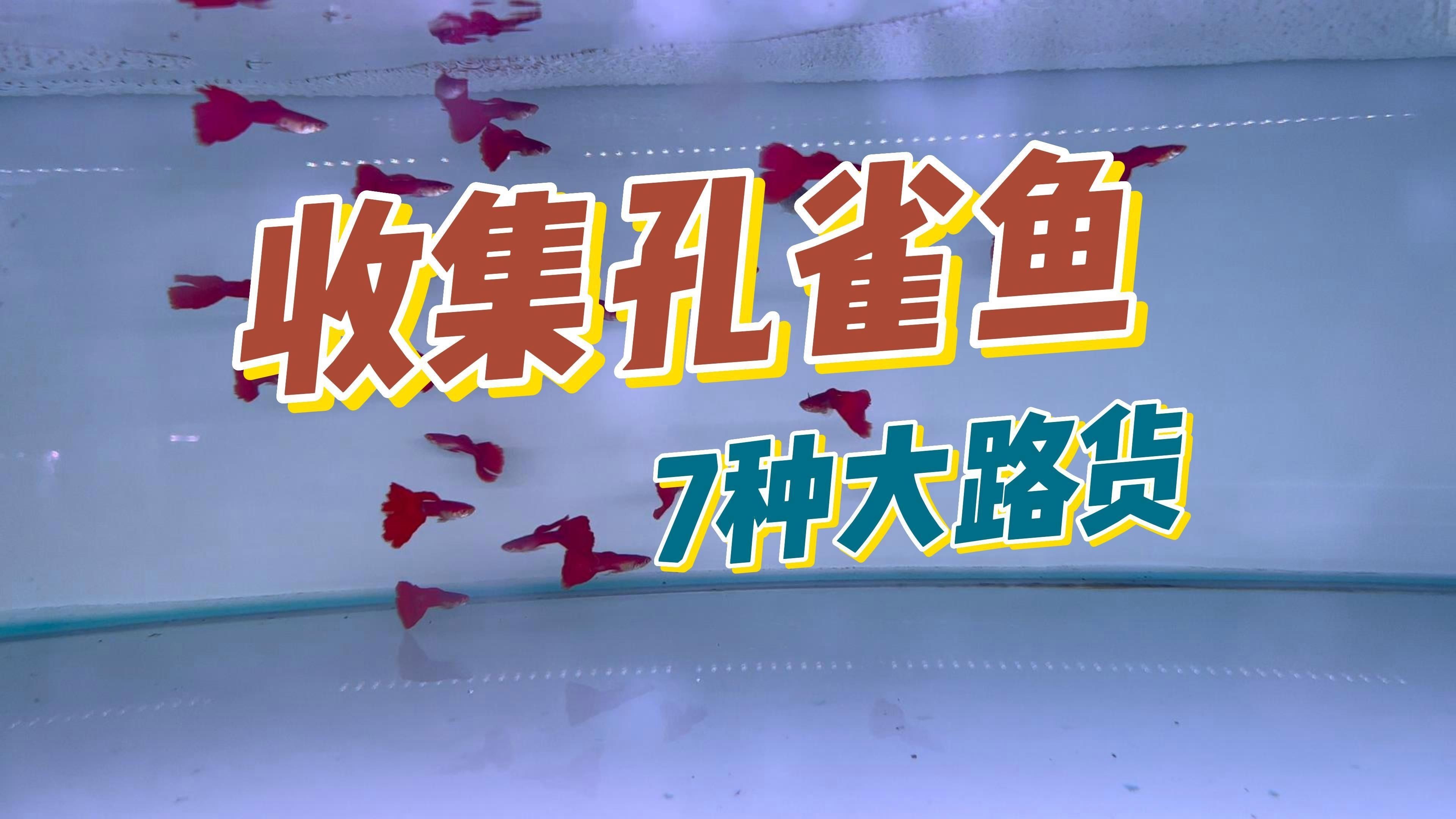 孔雀魚品種大全72種珍藏版，《孔雀魚品種大全72種珍藏版》