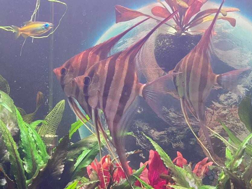 隔離盒養虎魚：隔離盒養虎魚時需要考慮到虎魚的生活習性和隔離盒對水質的影響