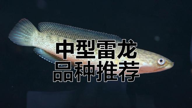 中型雷龍魚推薦哪種魚