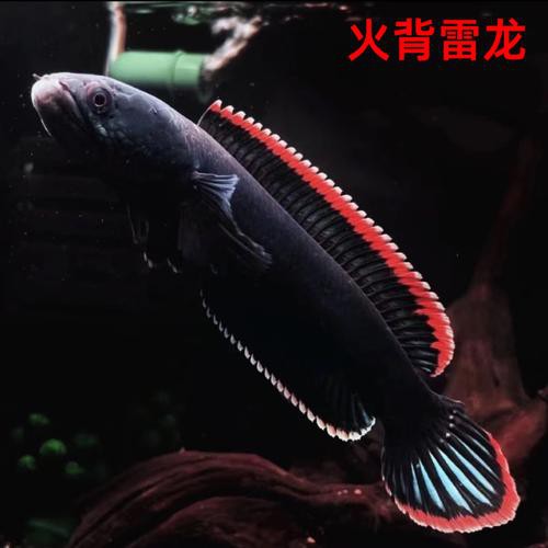 中型雷龍魚推薦哪種魚