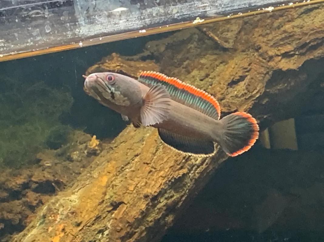 中型雷龍魚推薦哪種魚